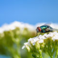 Why Pest Inspections Matter Before Real Estate Deals in Sheffield