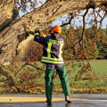 Enhance Property Value with Professional Tree Chopping
