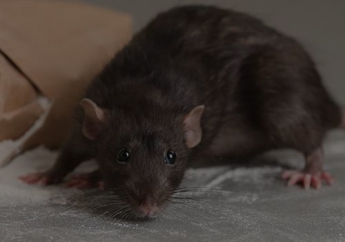 How Rodent Pest Removal Services Help Fayetteville Real Estate Agents Close Deals Faster